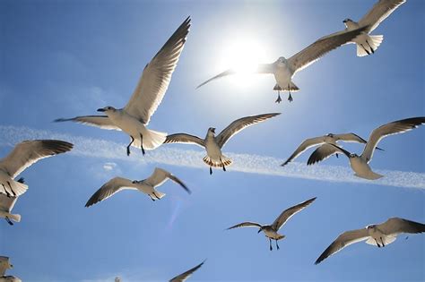 Flying Birds Sea · Free photo on Pixabay