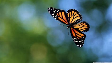 Flying butterfly animal fly insect life HD wallpaper | animals ...