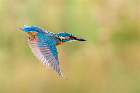 Flying | Common kingfisher, Kingfisher, Bird