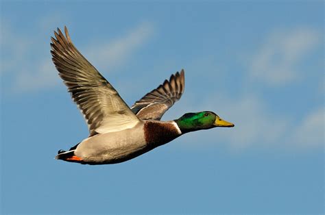 Flying Duck : whogivesaflyingfuck