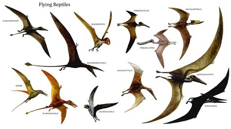 Flying Reptiles wallpaper | Dinosaur images, Prehistoric animals ...