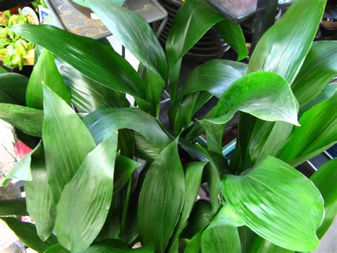 Foliage Houseplant Aspidistra | Summerhill Garden Centre