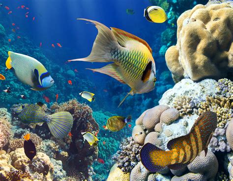 Fond d écran : animaux, mer, poisson, sous marin, récif de ...