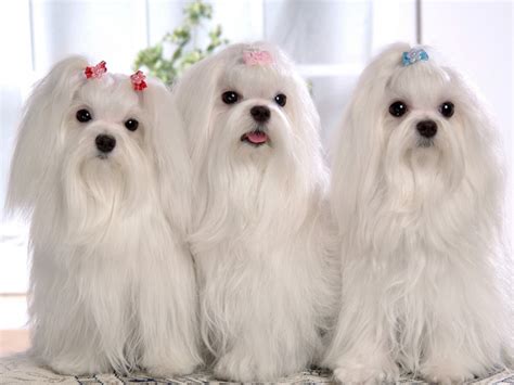 Fondo de pantalla de cachorritos blancos | Animales Hoy