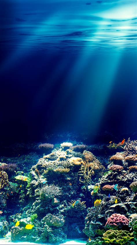 Fondo del mar | Fotografía del océano, Fondo de pecera ...