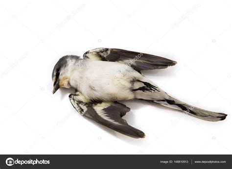 Fondo pájaro muerto en la naturaleza, pájaro muerto aislado en blanco