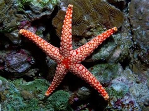 Fondos de estrellas de mar, Imágenes: Estrellas de mar ...