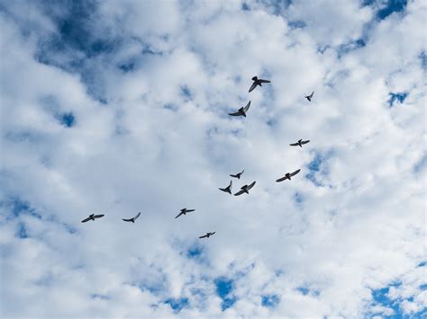 Fondos de pantalla Pájaros volando, cielo, nubes 1920x1440 HD Imagen