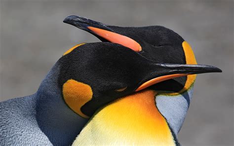Fondos de Pantalla Pingüinos Dos Pico zoología Animalia ...