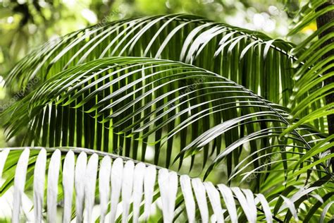 Fondos de pantalla selva amazonica | Plantas en la selva ...