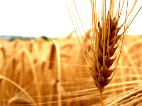 Fondos de pantalla : trigo, Centeno, cebada, agricultura, oreja ...