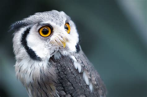 Fonds d ecran Strigiformes Oiseau Voir Animaux télécharger ...