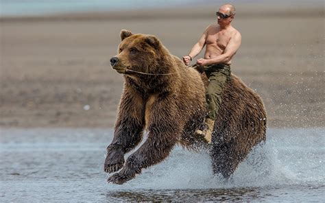 Fonds d ecran Vladimir Putin Ours Homme Ours brun Courir ...