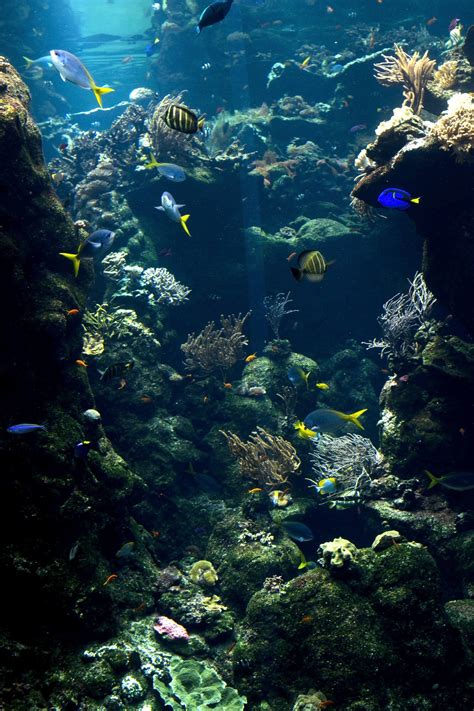 fons marí | Fondo de mar, Mundo del mar y Fondo marino