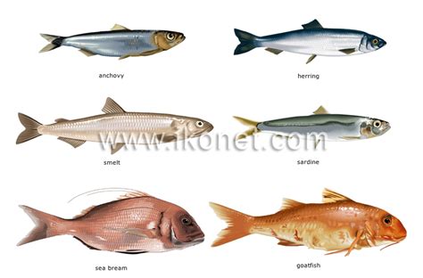 food and kitchen > food > bony fishes image   Visual ...