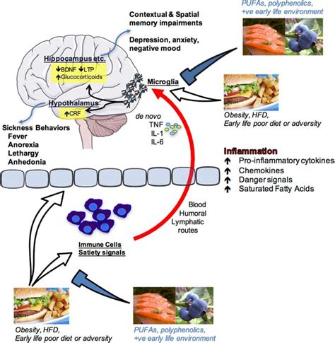 Food for thought: how nutrition impacts cognition and ...