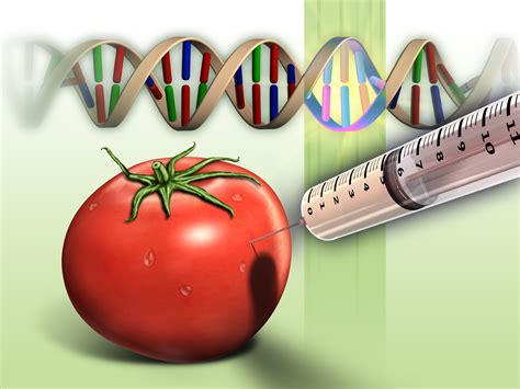 Food, Genetically Modified; Genetically Modified Food