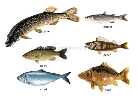 FOOD & KITCHEN :: FOOD :: BONY FISHES [3] image   Visual ...