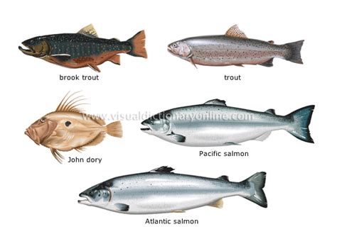 FOOD & KITCHEN :: FOOD :: BONY FISHES [6] image   Visual ...