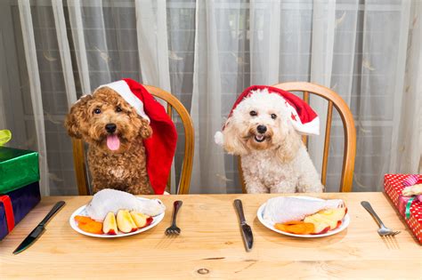 Foods Your Pet cat and dog Should Avoid This Christmas