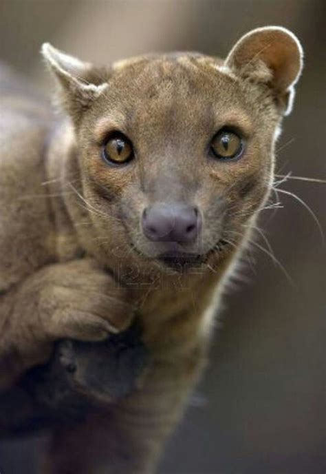 Foosa...Madagascar | Animales extraños, Animales adorables, Imagenes de ...