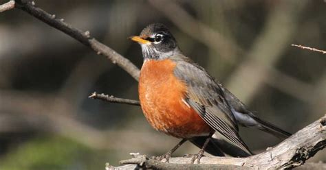 For the Birds: Robin visits aren t exactly an omen