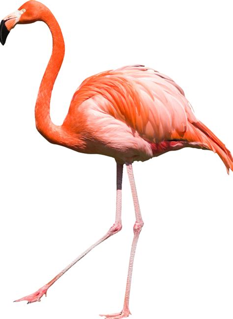 ForgetMeNot: flamingos