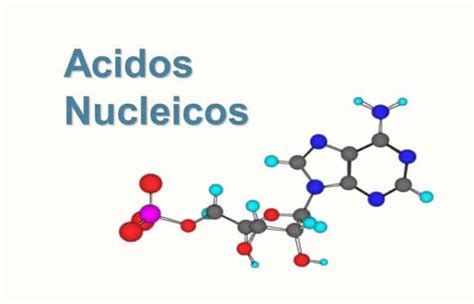 FÓRMULA DE LOS ÁCIDOS NUCLEICOS » Composición química