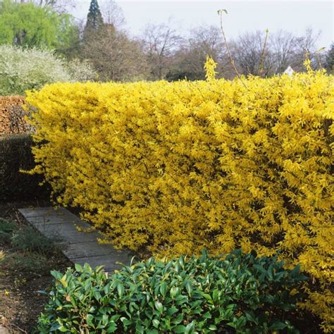 Forsythia hedgerow | Setos de jardín, Plantas frescas, Cerco de arbusto