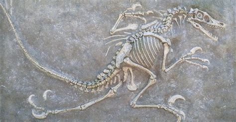 fosil de animales   Búsqueda de Google | Dinosaur discovery, Dinosaur ...