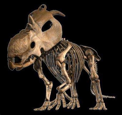 Fósil de dinosaurio juvenil encontrado en el Círculo Polar Ártico ...
