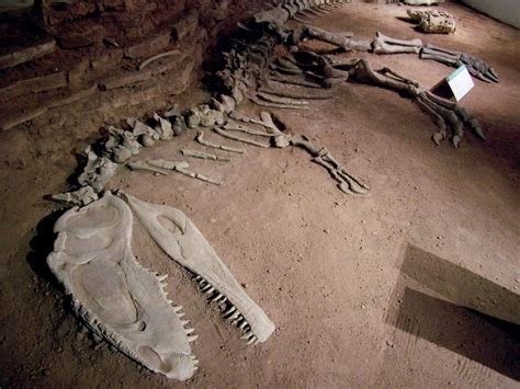 Fósil hallado en Argentina revela que los dinosaurios ...