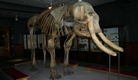 Fosile de mamut, descoperite în România | DCNews