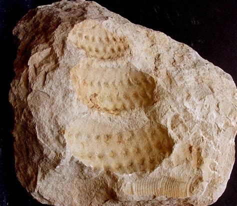 Fósiles   Ammonites   Álbum de Ammonites   Región de ...
