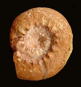 Fósiles   Ammonites   Álbum de Ammonitina   Región de ...