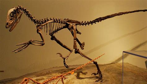 Fósiles archivos   Guia de Dinosaurios. Aprende sobre dinosaurios con ...