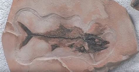 Fósiles comprueban la existencia de un mar interior en México