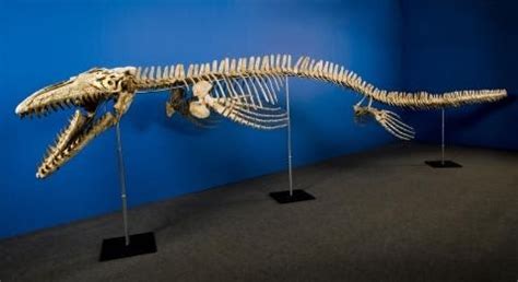 Fósiles de Dinosaurios : El Primer Fósil de Dinosaurio Encontrado