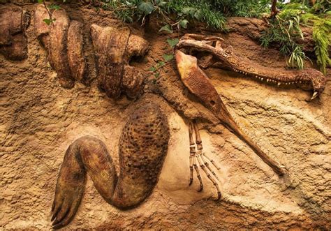Fósiles de dinosaurios en el mundo ¿dónde se encuentran ...