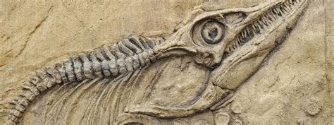 Fósiles de dinosaurios: Qué son y que tipos hay