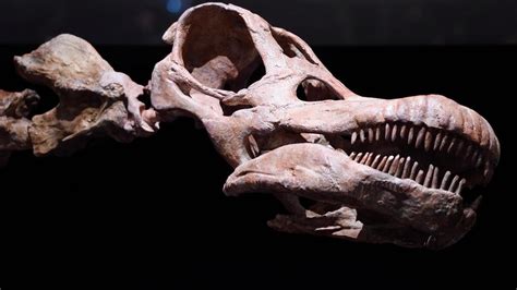 Fósiles de titanosaurio fueron hallados por primera vez en Ecuador ...