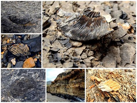 Fósiles del cretacico descubiertos en Ojinaga, tienen una ...
