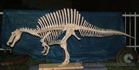 fosiles. dinosaurios   spinosaurus aegyptiacus   Comprar ...