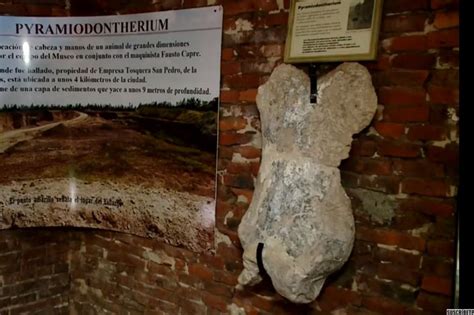 Fósiles | Encuentran fósiles de un perezoso gigante que vivió hace 700 ...