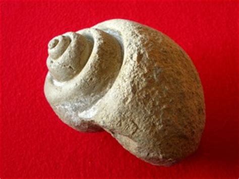 Fósiles   Moluscos   Gasterópodos   Región de Murcia Digital