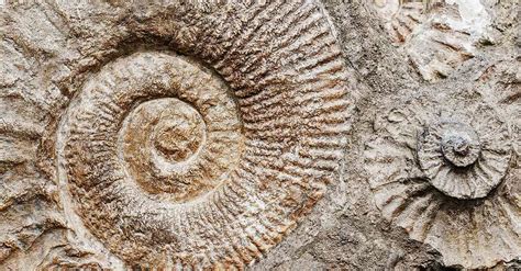 Fósiles: origen y características   Historia de la Vida