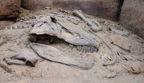 Fósiles revelan extinción de dinosaurios por asteroide ...