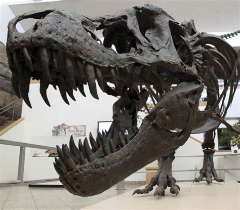 Fósiles revelan la extinción de los dinosaurios por asteroide | El ...