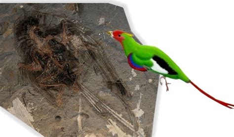 Fossil Adventure: Aparecieron las aves..... y vienen volando.