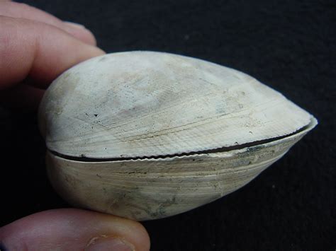 Fossil Bivalves ID : Southern Arrow, Fossil Shells From ...